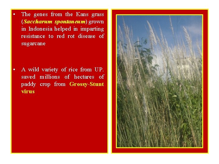  • The genes from the Kans grass (Saccharum spontaneum) grown in Indonesia helped