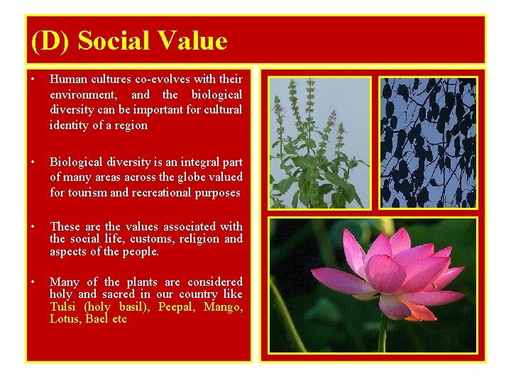 (D) Social Value • Human cultures co-evolves with their environment, and the biological diversity