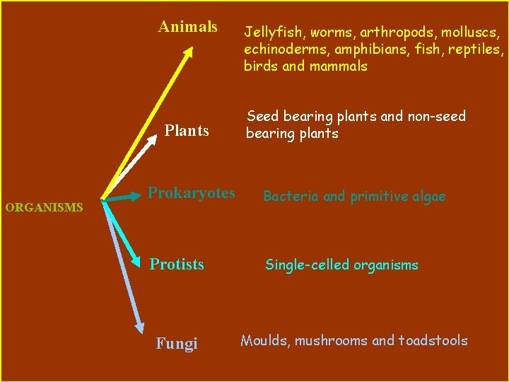 Animals Plants ORGANISMS Jellyfish, worms, arthropods, molluscs, echinoderms, amphibians, fish, reptiles, birds and mammals