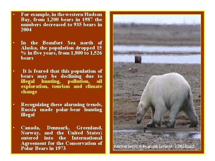  • For example, in the western Hudson Bay, from 1, 200 bears in