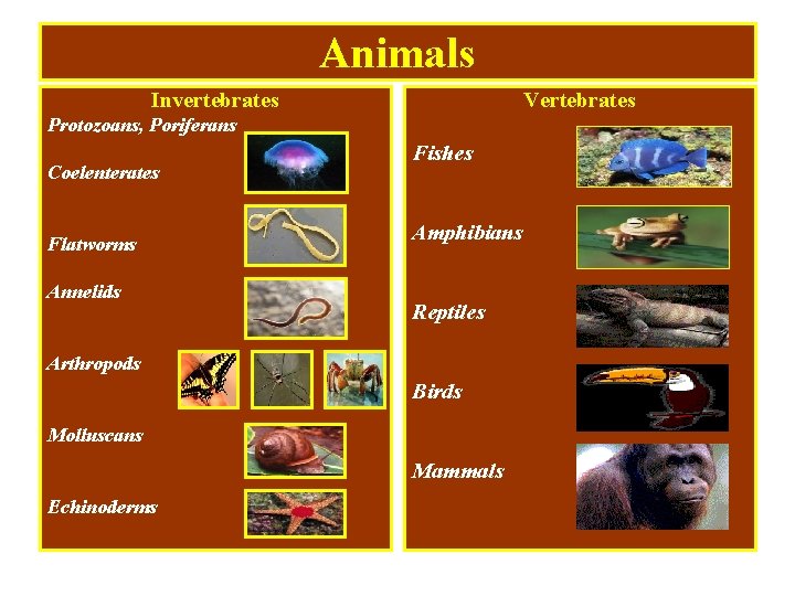 Animals Invertebrates Vertebrates Protozoans, Poriferans Coelenterates Flatworms Annelids Fishes Amphibians Reptiles Arthropods Birds Molluscans
