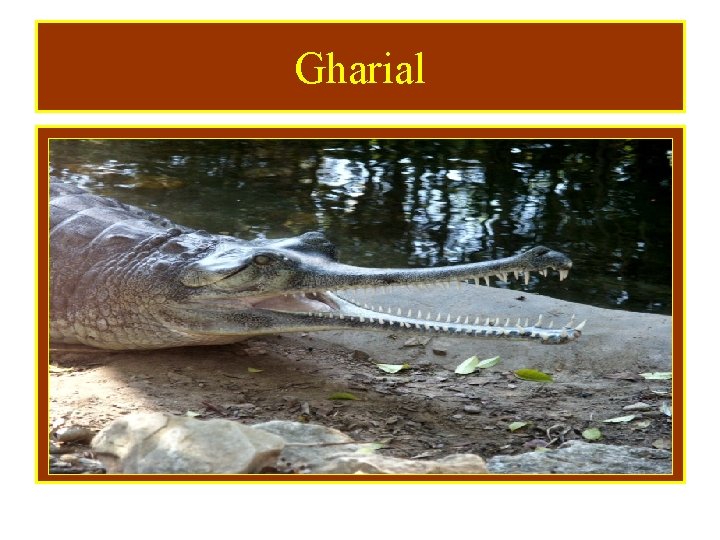 Gharial 