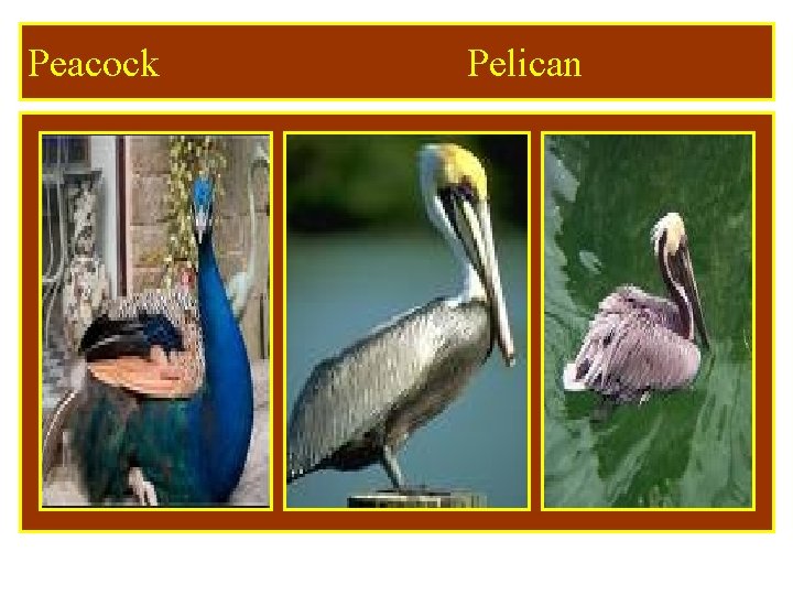 Peacock Pelican 