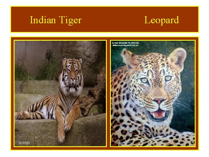 Indian Tiger Leopard 