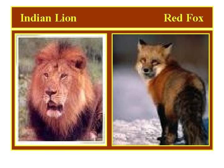 Indian Lion Red Fox 