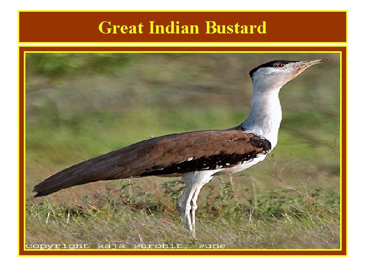 Great Indian Bustard 