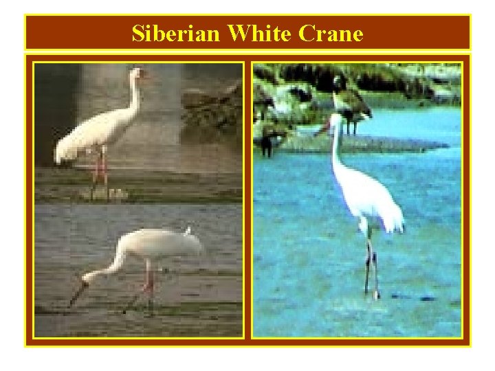 Siberian White Crane 
