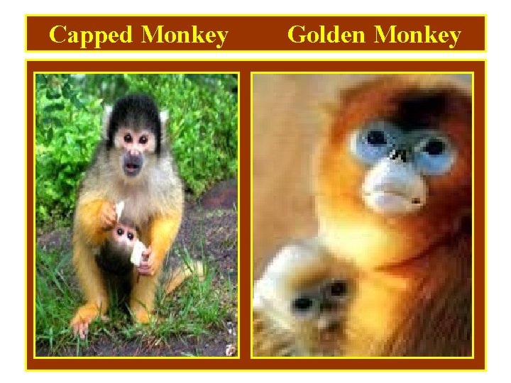 Capped Monkey Golden Monkey 