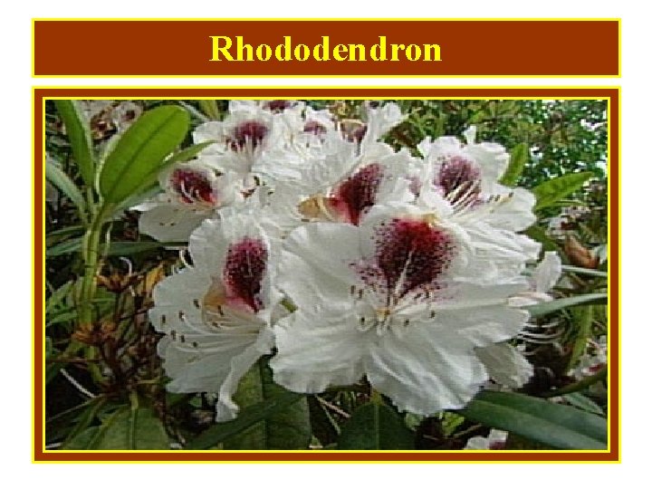 Rhododendron 