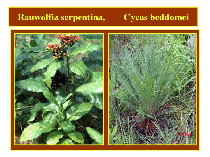 Rauwolfia serpentina, Cycas beddomei 