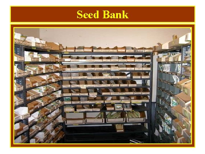 Seed Bank 