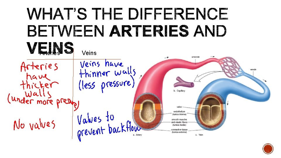 Arteries Veins 