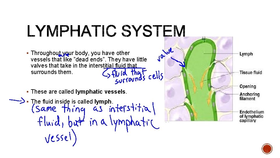 § Throughout your body, you have other vessels that like ”dead ends”. They have