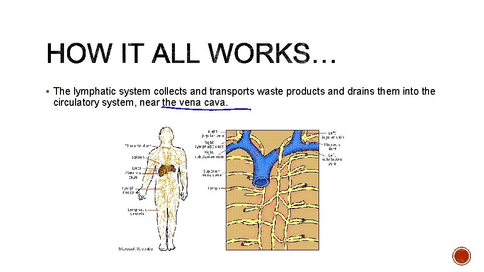 § The lymphatic system collects and transports waste products and drains them into the