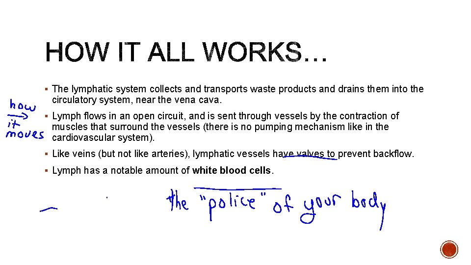 § The lymphatic system collects and transports waste products and drains them into the