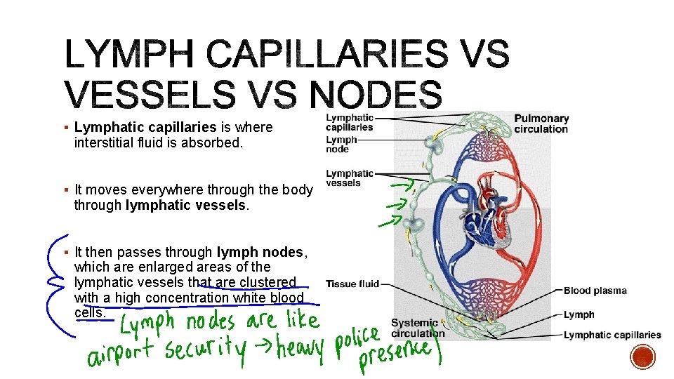 § Lymphatic capillaries is where interstitial fluid is absorbed. § It moves everywhere through