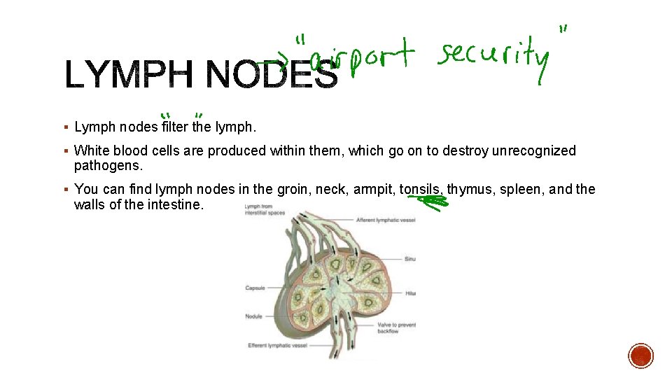 § Lymph nodes filter the lymph. § White blood cells are produced within them,