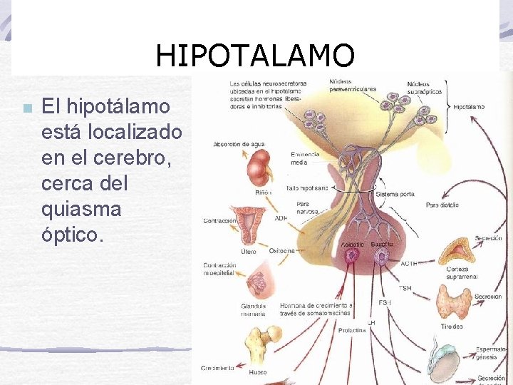 Hipotálamo. HIPOTALAMO n El hipotálamo está localizado en el cerebro, cerca del quiasma óptico.