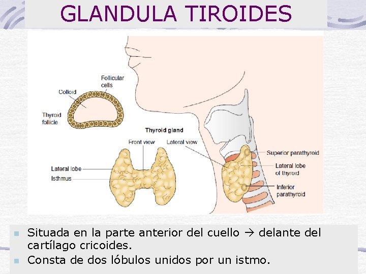 GLANDULA TIROIDES n n Situada en la parte anterior del cuello delante del cartílago