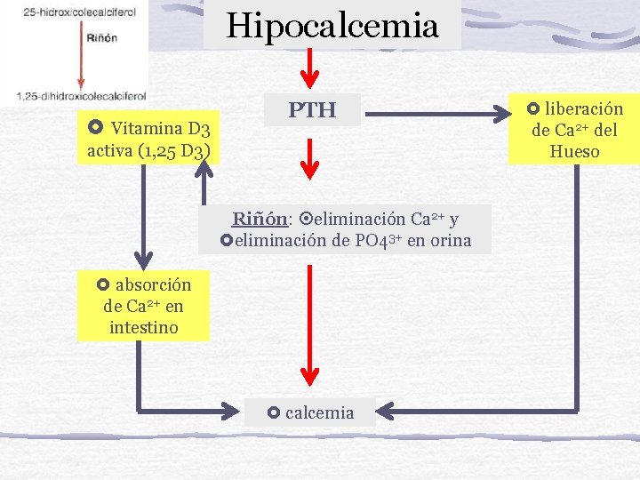 Hipocalcemia Vitamina D 3 PTH activa (1, 25 D 3) Riñón: eliminación Ca 2+