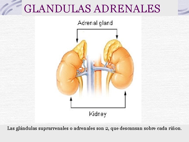 GLANDULAS ADRENALES Las glándulas suprarrenales o adrenales son 2, que descansan sobre cada riñon.