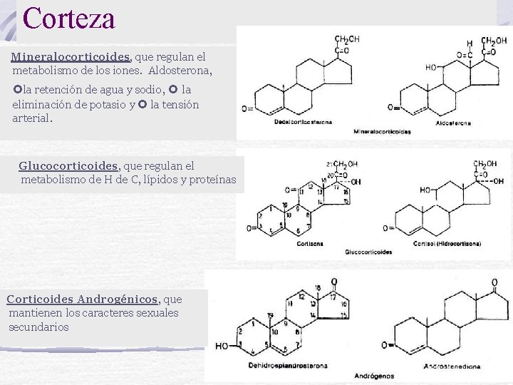 Corteza Mineralocorticoides, que regulan el metabolismo de los iones. Aldosterona, la retención de agua