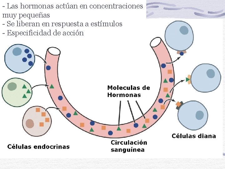 - Las hormonas actúan en concentraciones muy pequeñas - Se liberan en respuesta a