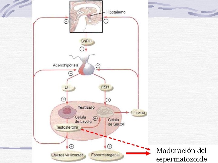 Maduración del espermatozoide 