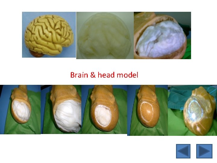 Brain & head model 