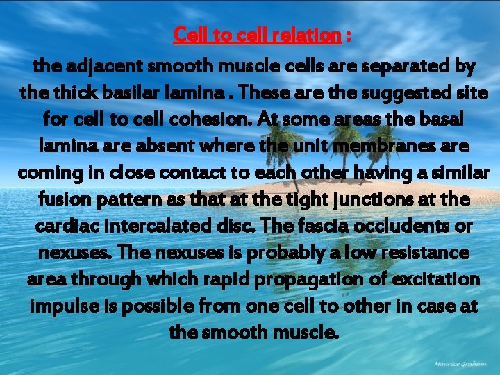 Cell to cell relation : the adjacent smooth muscle cells are separated by the