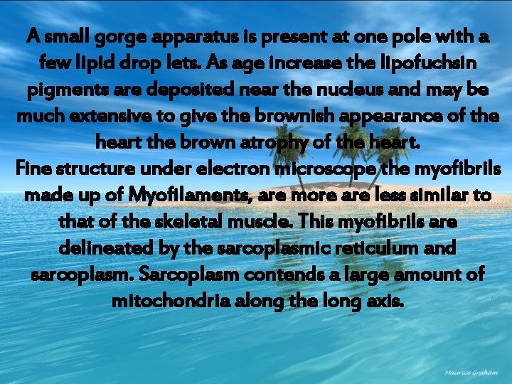 A small gorge apparatus is present at one pole with a few lipid drop