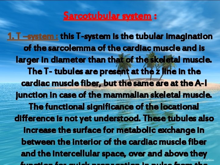 Sarcotubular system : 1. T –system : this T-system is the tubular imagination of