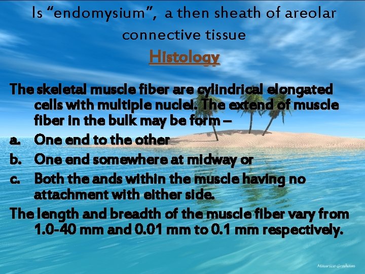Is “endomysium”, a then sheath of areolar connective tissue Histology The skeletal muscle fiber