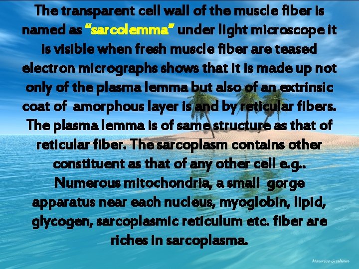 The transparent cell wall of the muscle fiber is named as “sarcolemma” under light