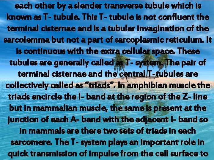 each other by a slender transverse tubule which is known as T- tubule. This