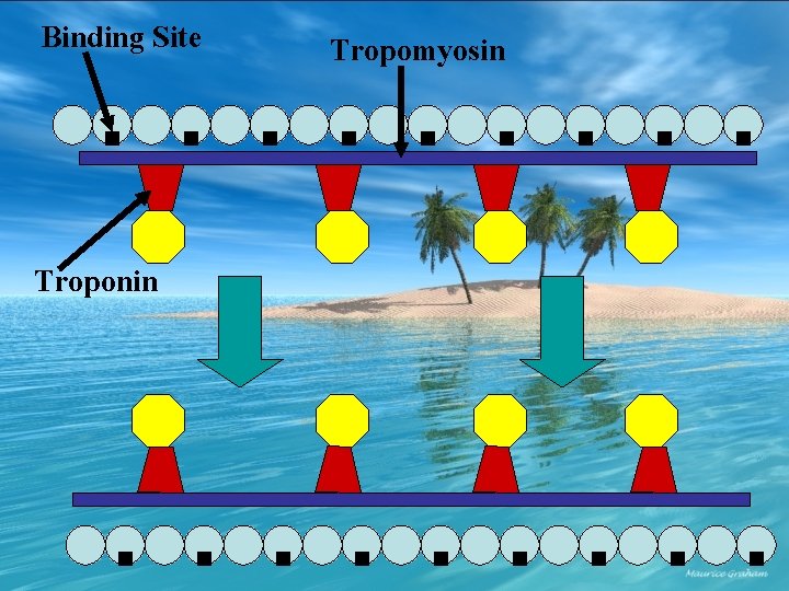 Binding Site Troponin Tropomyosin 