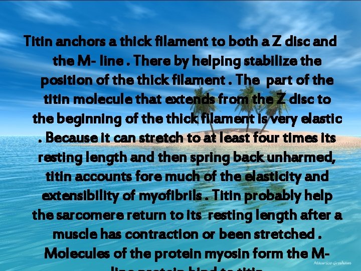 Titin anchors a thick filament to both a Z disc and the M- line.