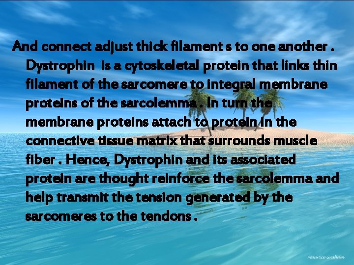 And connect adjust thick filament s to one another. Dystrophin is a cytoskeletal protein