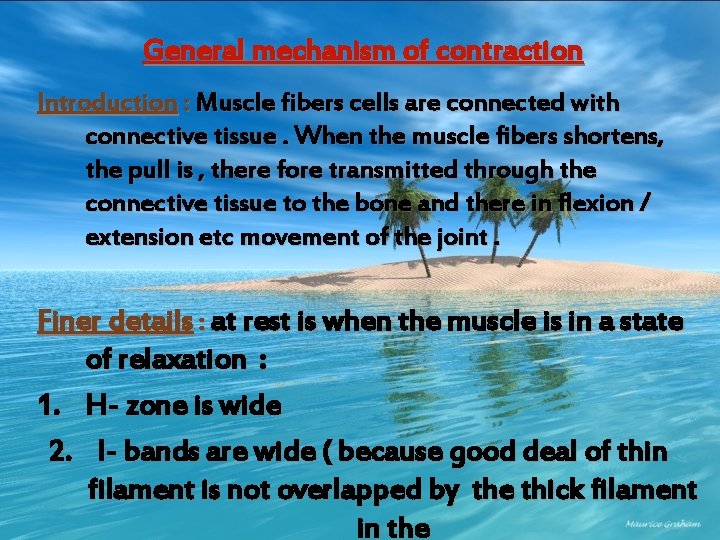 General mechanism of contraction Introduction : Muscle fibers cells are connected with connective tissue.
