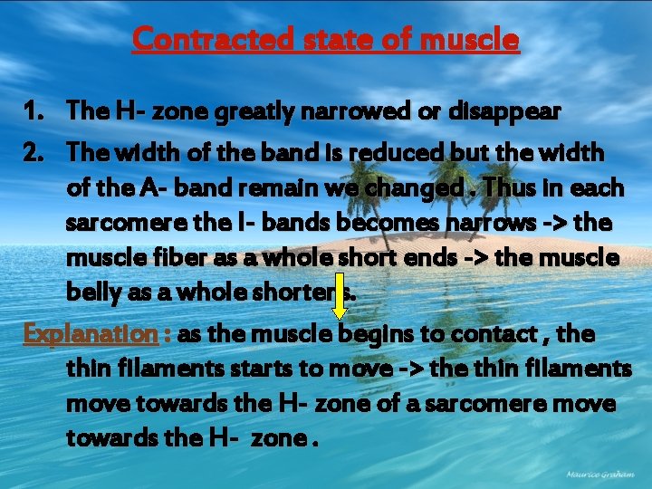 Contracted state of muscle 1. The H- zone greatly narrowed or disappear 2. The