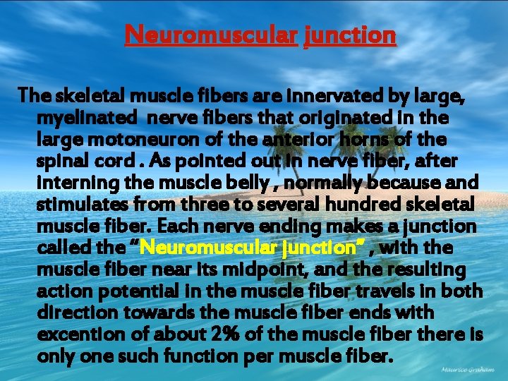 Neuromuscular junction The skeletal muscle fibers are innervated by large, myelinated nerve fibers that