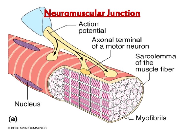 Neuromuscular Junction 