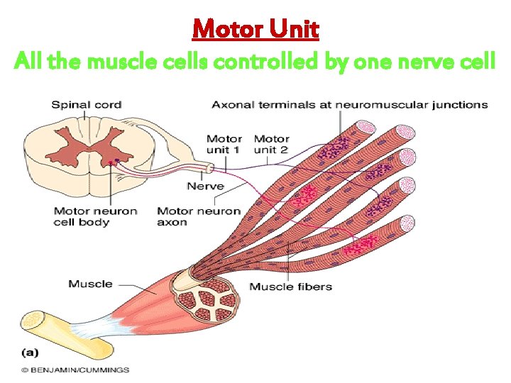 Motor Unit All the muscle cells controlled by one nerve cell 