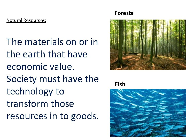 Forests Natural Resources: The materials on or in the earth that have economic value.