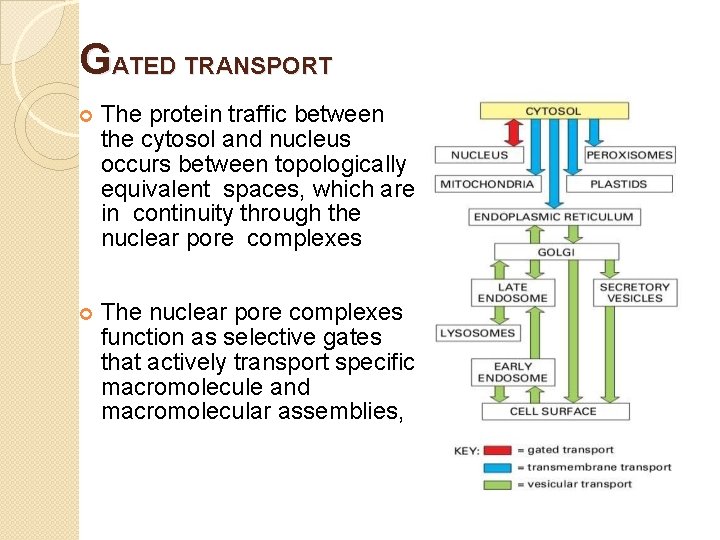 GATED TRANSPORT The protein traffic between the cytosol and nucleus occurs between topologically equivalent