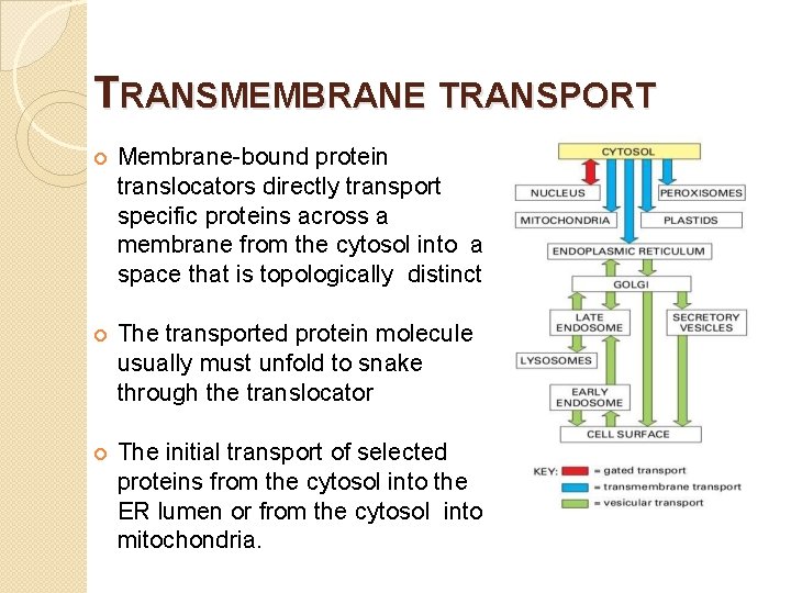 TRANSMEMBRANE TRANSPORT Membrane-bound protein translocators directly transport specific proteins across a membrane from the
