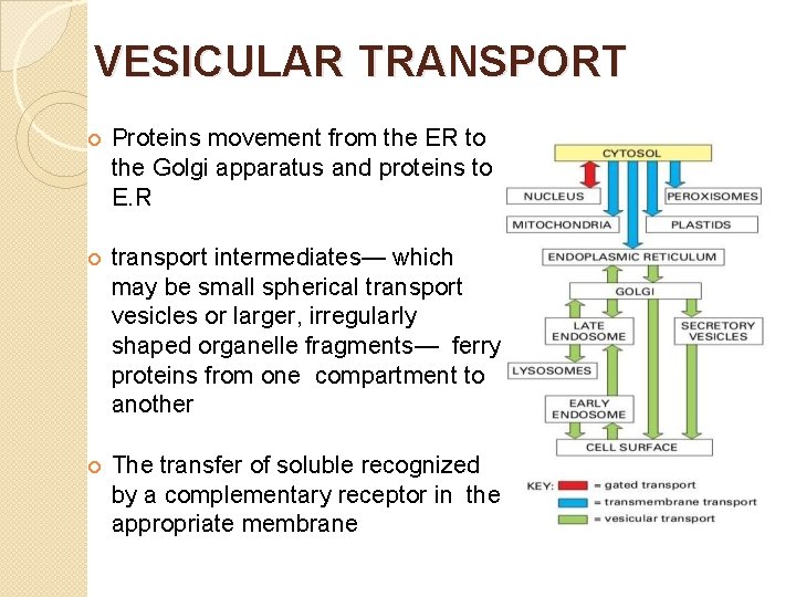 VESICULAR TRANSPORT Proteins movement from the ER to the Golgi apparatus and proteins to