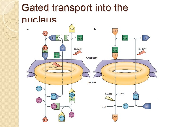 Gated transport into the nucleus 
