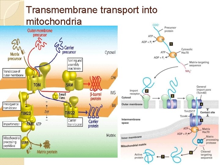 Transmembrane transport into mitochondria 