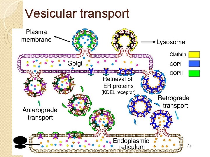 Vesicular transport 
